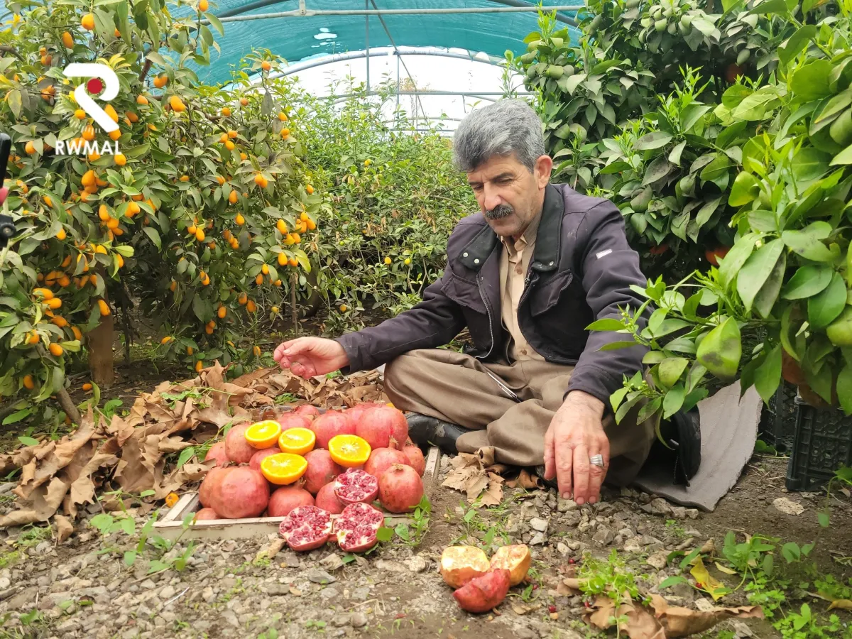 نوێترین بەرهەمەکانی جوتیاری نمونەیی هەڵەبجە ئازاد محمد